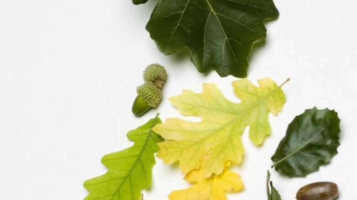 Seeds: Acorns keep dropping on their heads
