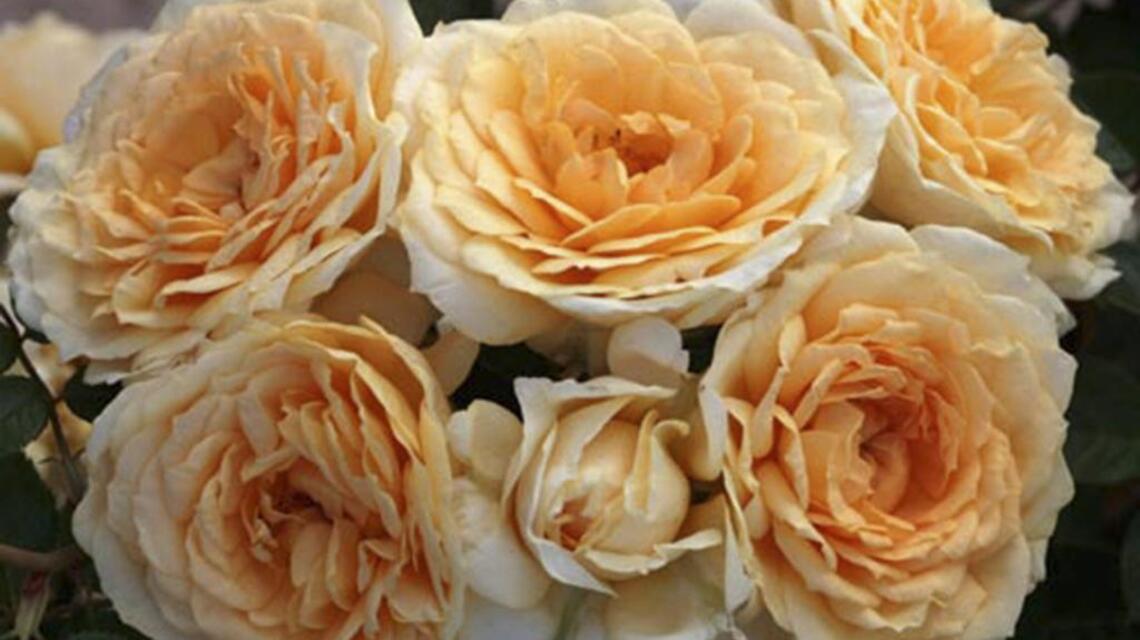 Seeds: ‘Downton Abbey’ lives on in rose garden