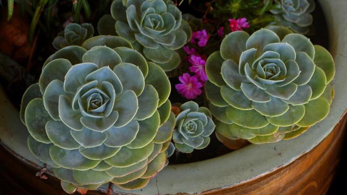 How to save water-wise plants from too much rain