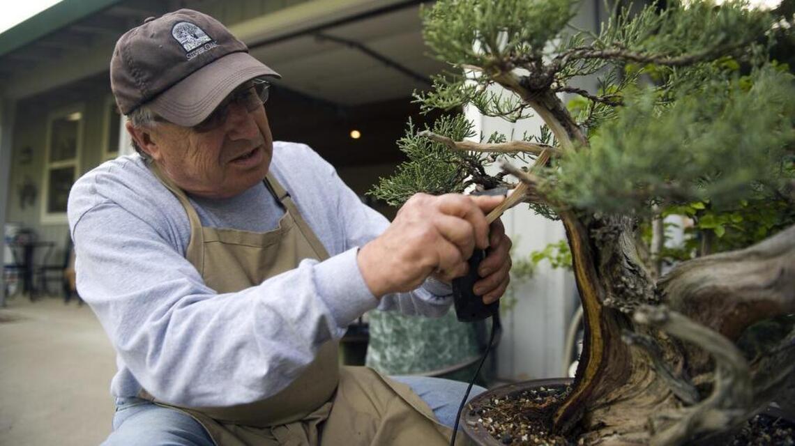 Seeds: Bonsai links Sacramento club to deep roots