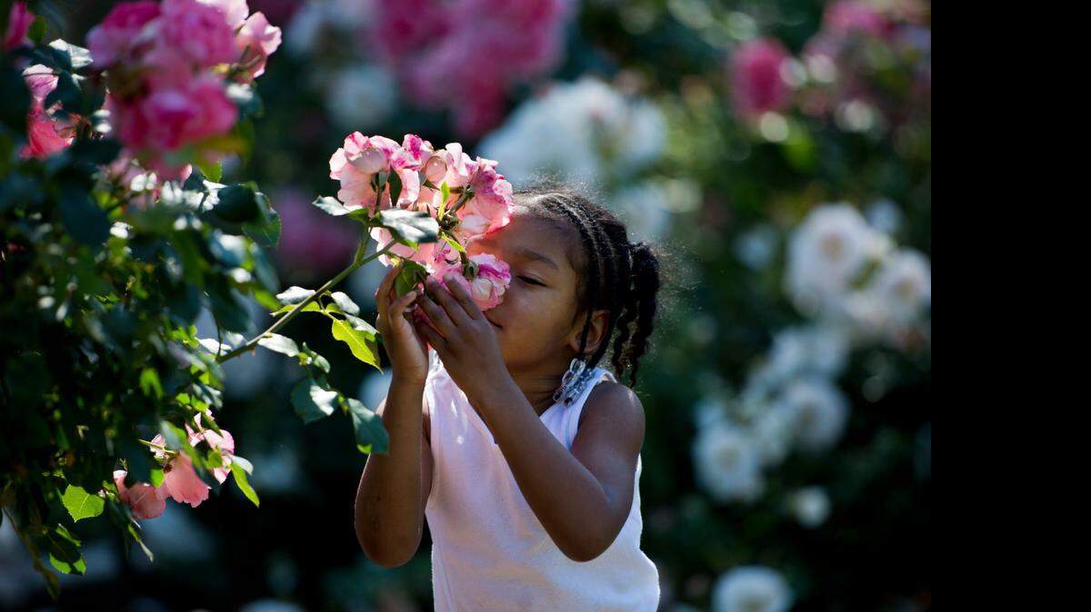 Mariyah Waters of Natomas enjoys the roses’ fragrance during her first visit to the memorial rose garden at McKinley Park in 2014. The roses are again in bloom; garden admission is free.