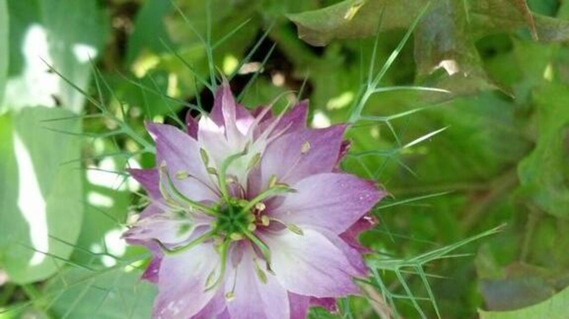 Is this plant a weed? It depends