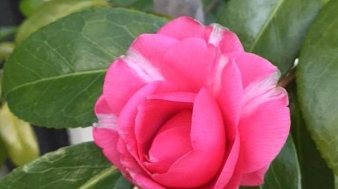 Camellia love abounds as popular shrubs bloom