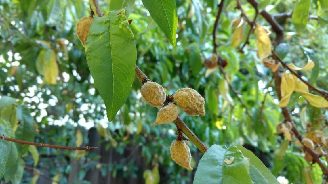 A hot, odd season for peaches