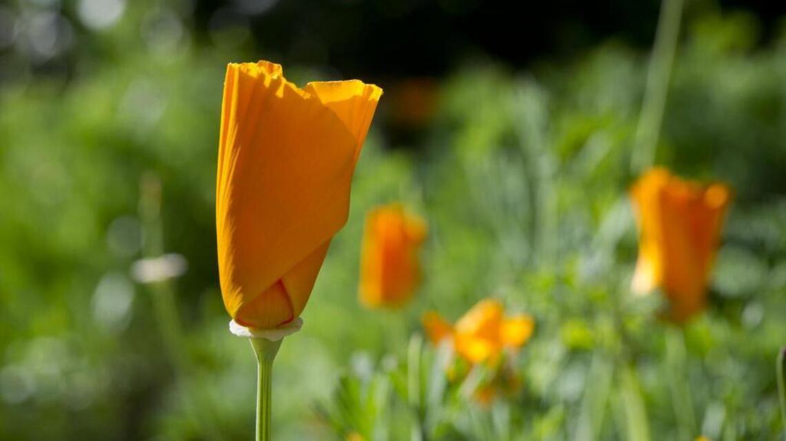 Seeds: Wildflowers could be secret to water-wise garden