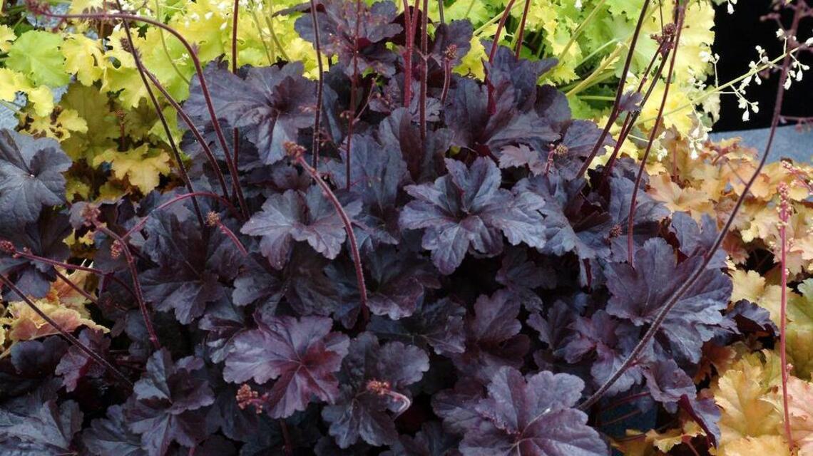 New plants come in rainbow hues
