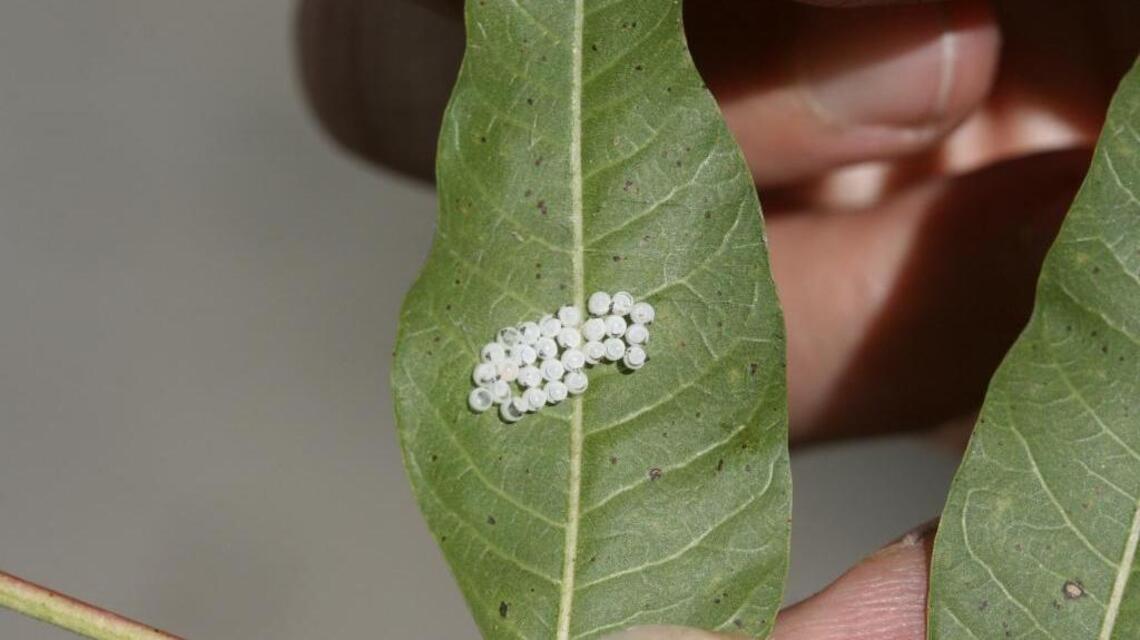 Seeds: Expected stink bug invasion has gardeners on alert