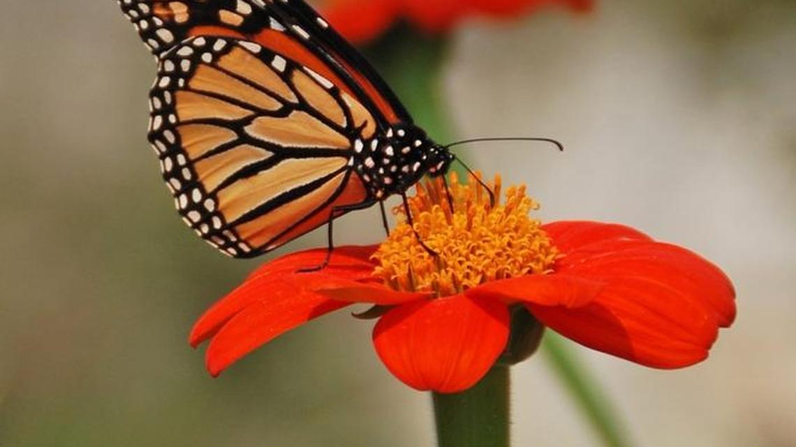 Get butterfly food at UC Davis Arboretum