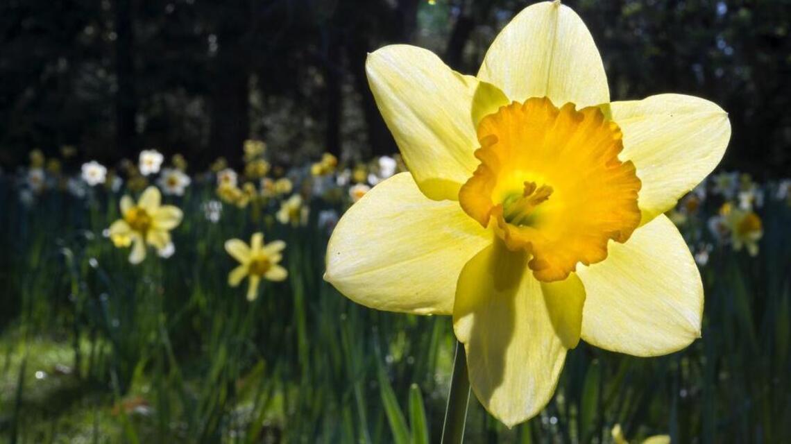 Planting bulbs is super easy and brings bouquets of spring flowers
