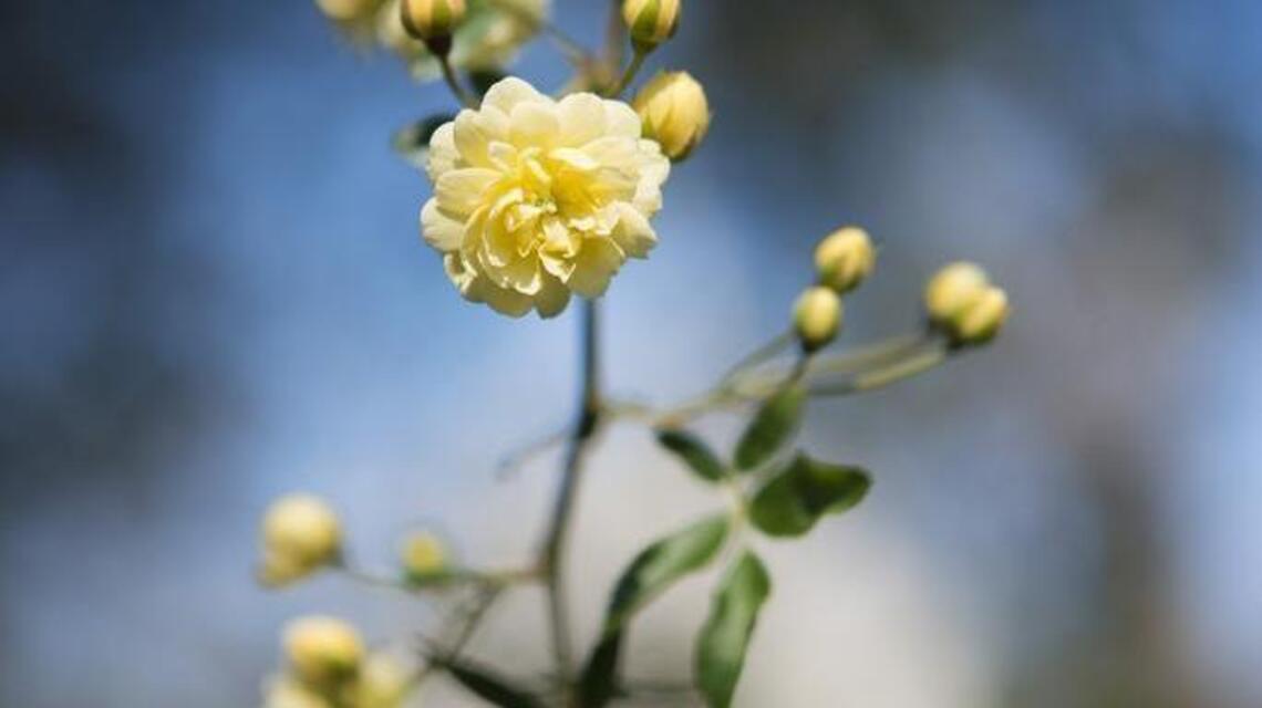 Historic City Cemetery blooms with inspiration for flower lovers