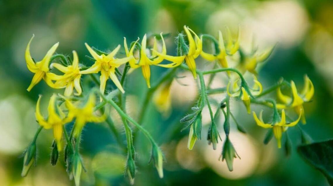 Garden tips as Sacramento tomato season signals early success