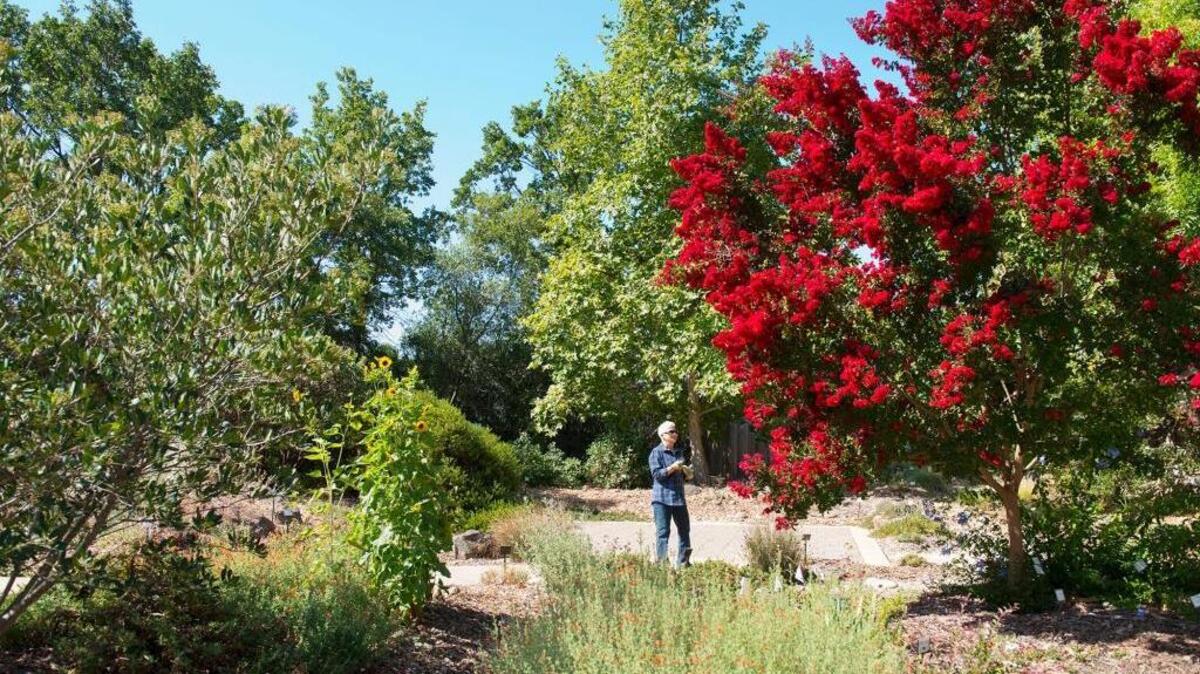 Master gardener Gail Pathour of Orangevale admires a red crape myrtle in the California native garden at the Fair Oaks Horticulture Center on July 23, 2015, in Fair Oaks, Calif. The native garden is one of the display landscapes featured during Harvest Day.