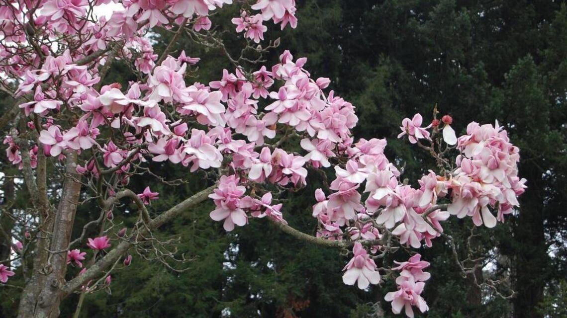 Seeds: Magnificent magnolias bring early sign of spring