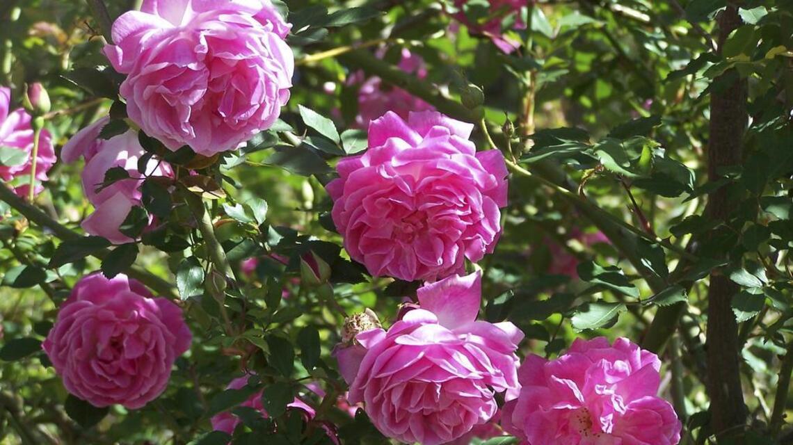 Time to stop and really smell the roses