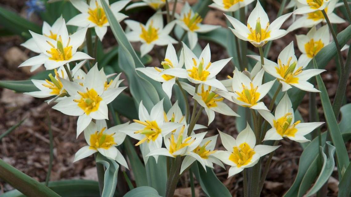 Procrastinators can still dig into tulip mania
