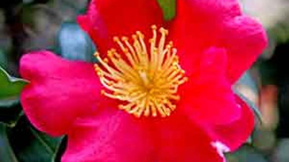 Warm fall weather spurs bewitching garden