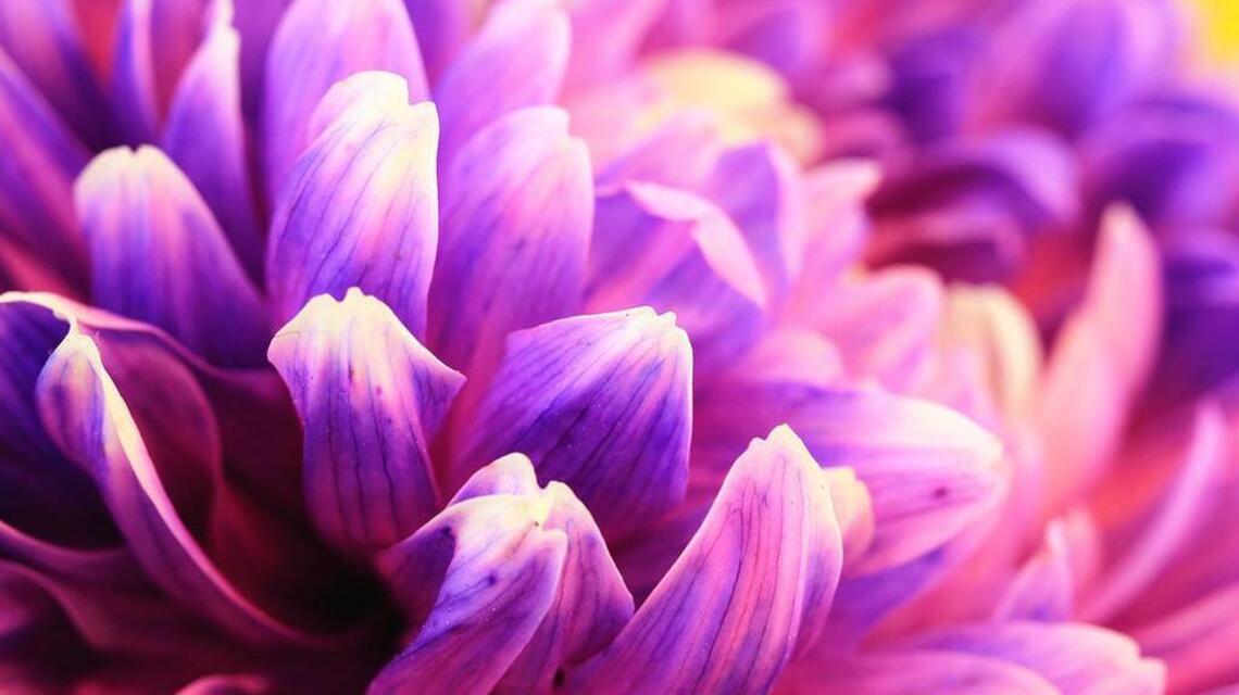 Seeds: Mums time in Sacramento, ready or not