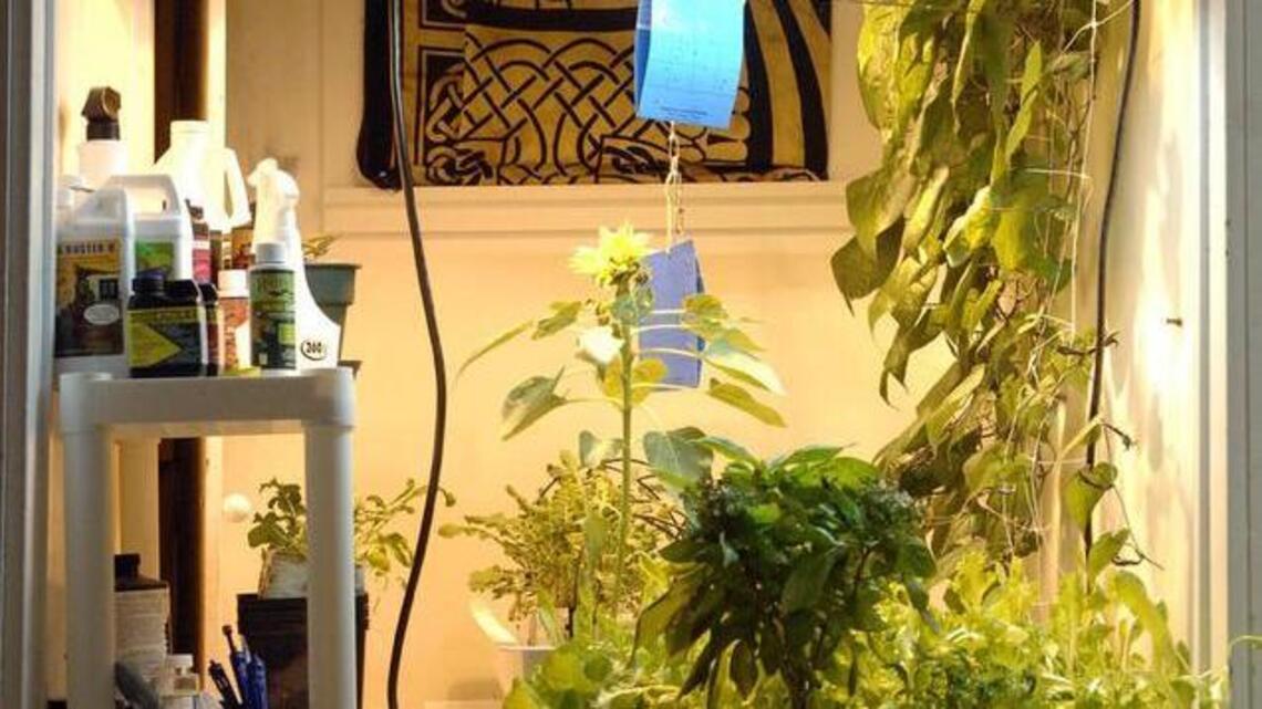 Edible gardening comes inside