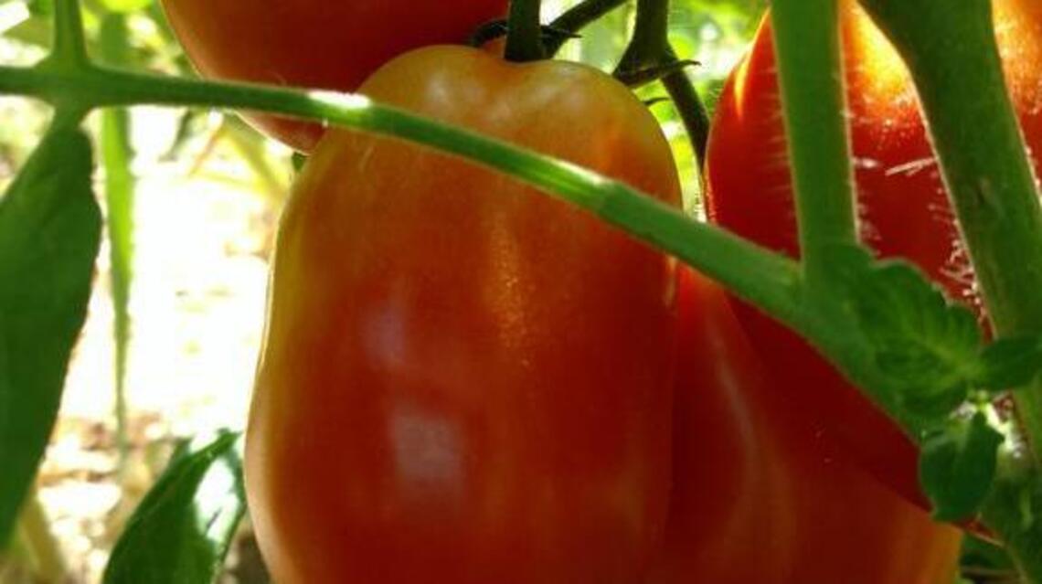 Seeds: Ripe tomatoes by July 4 weekend in Sacramento
