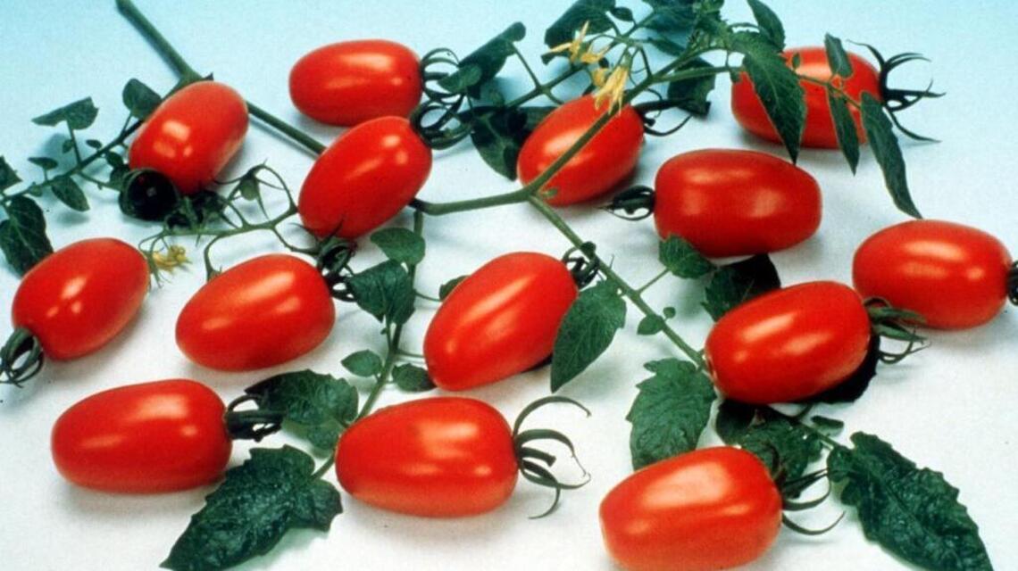 Garden resolutions for a more bountiful 2017