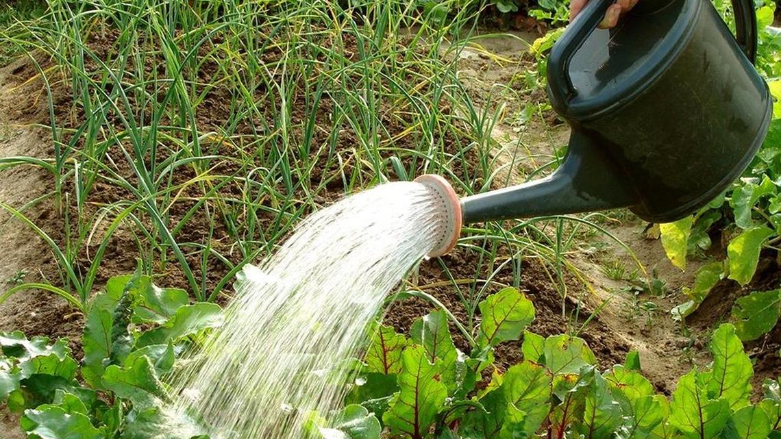When to water tomatoes? When they need it
