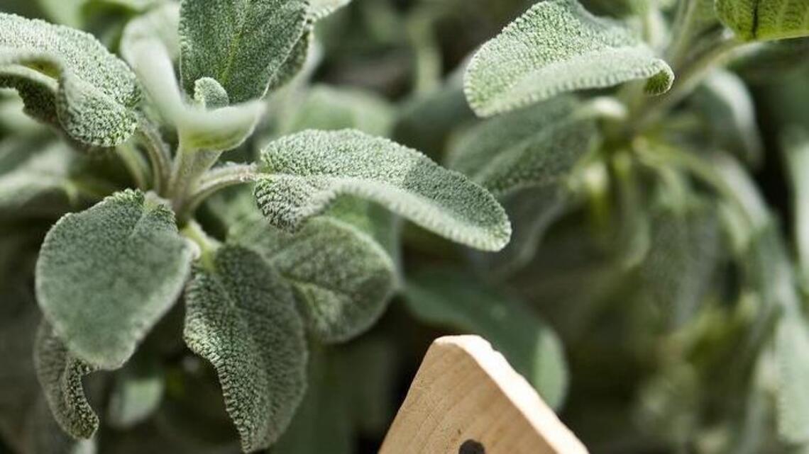 Seeds: A sage lesson in saving water