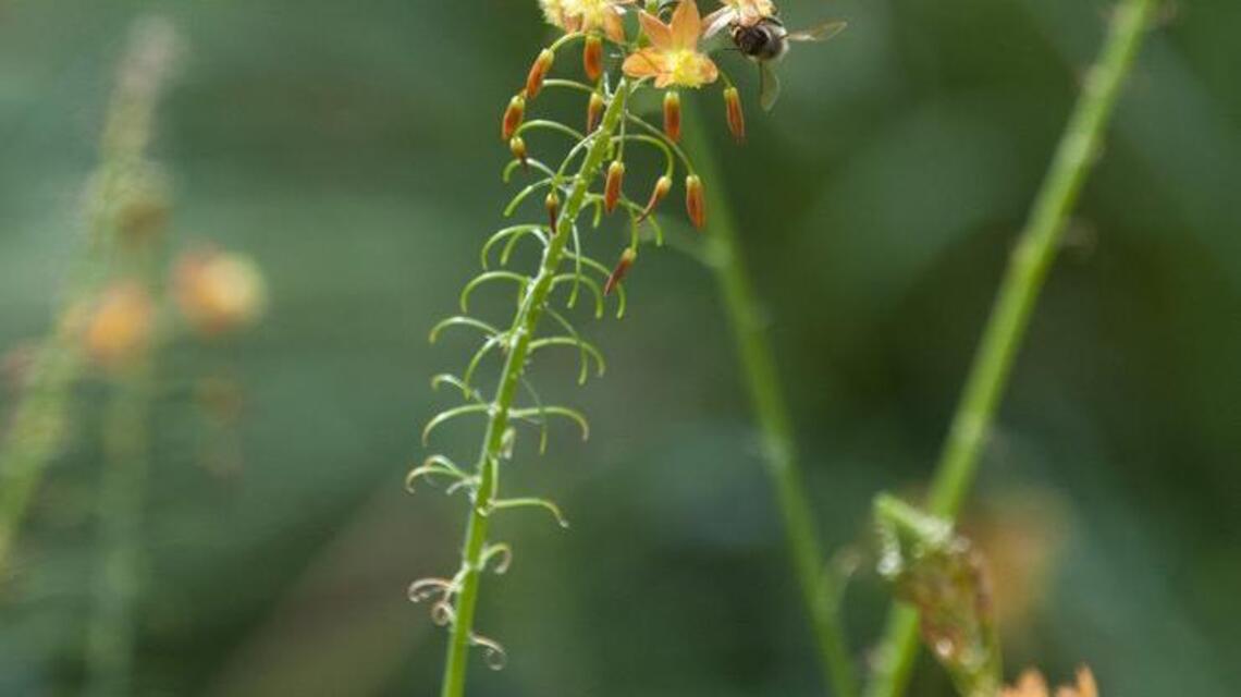 Birds, bees keep UC Davis Arboretum buzzing; plant sale Saturday