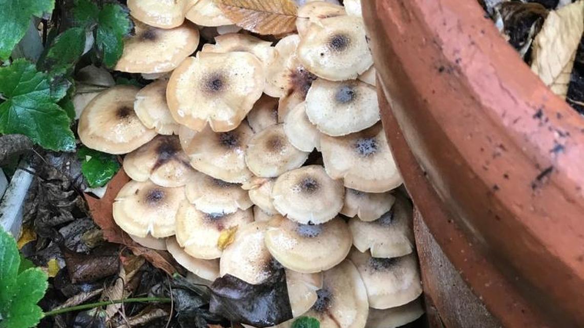 Yes, those are mushrooms. No, don’t eat them.