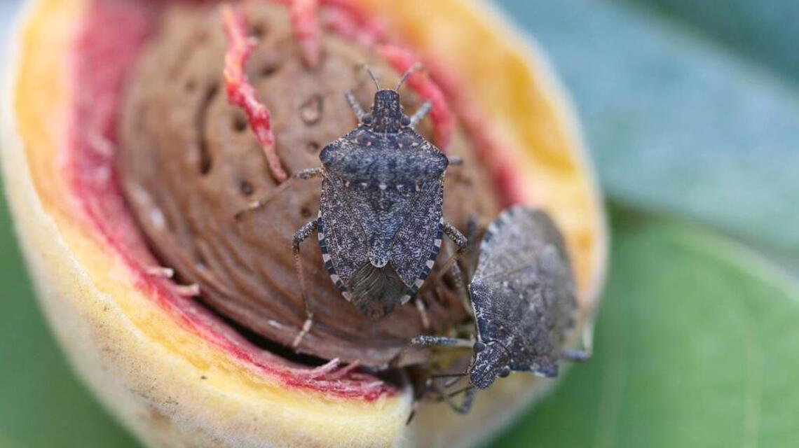 The Big Bug Hunt starts with your smartphone