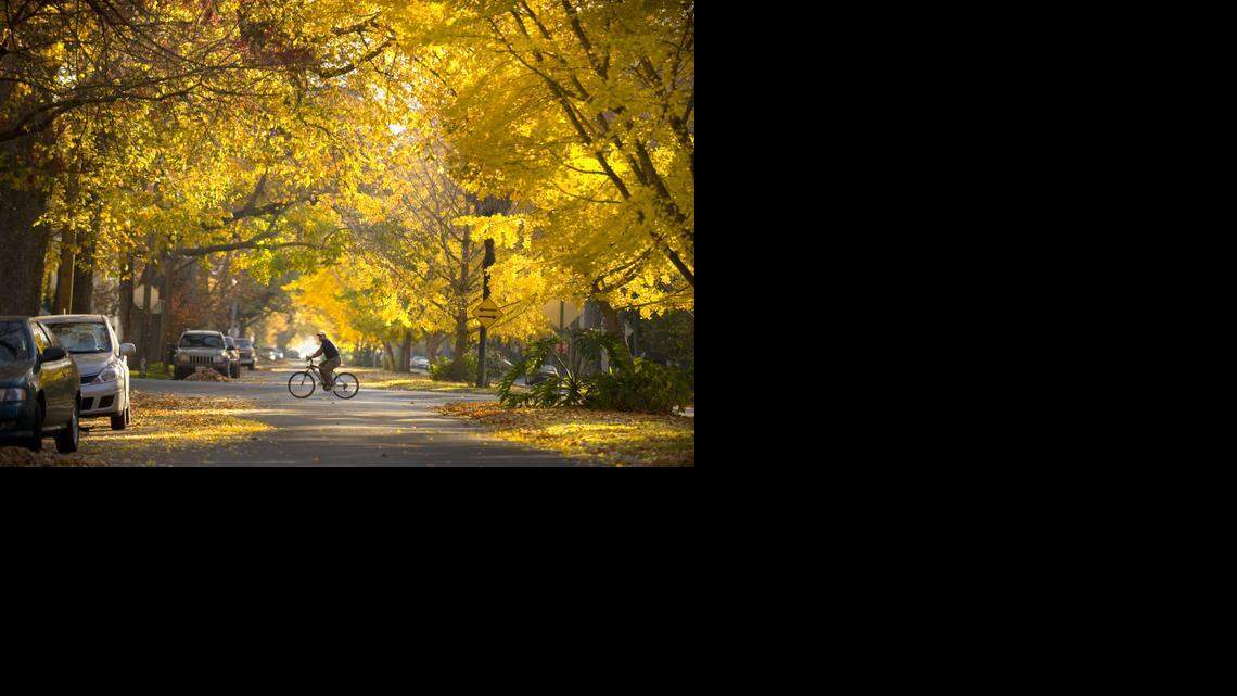 A cyclist crosses a street in midtown Sacramento. The city’s trees are stressed by drought, and some are in danger. You can help your trees.
