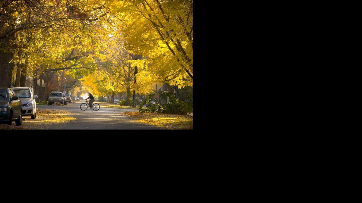 A cyclist crosses a street in midtown Sacramento. The city’s trees are stressed by drought, and some are in danger. You can help your trees.