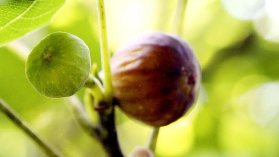 Figs add sweetly to water-wise gardens