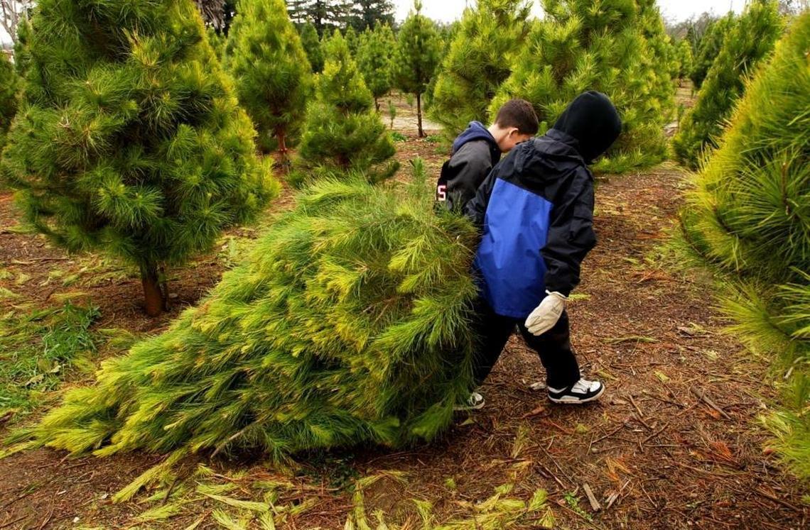 Chopping down a tree at a local farm has become a popular holiday tradition for many families.