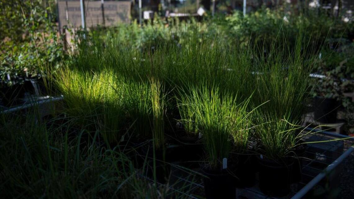 Plan your spring planting: Despite a wet winter, summer will be dry