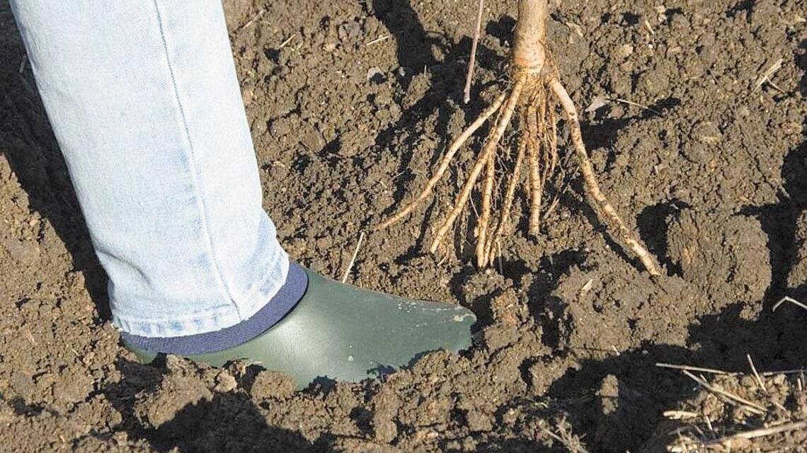 Become an expert on bare roots by following these tips for selecting, planting