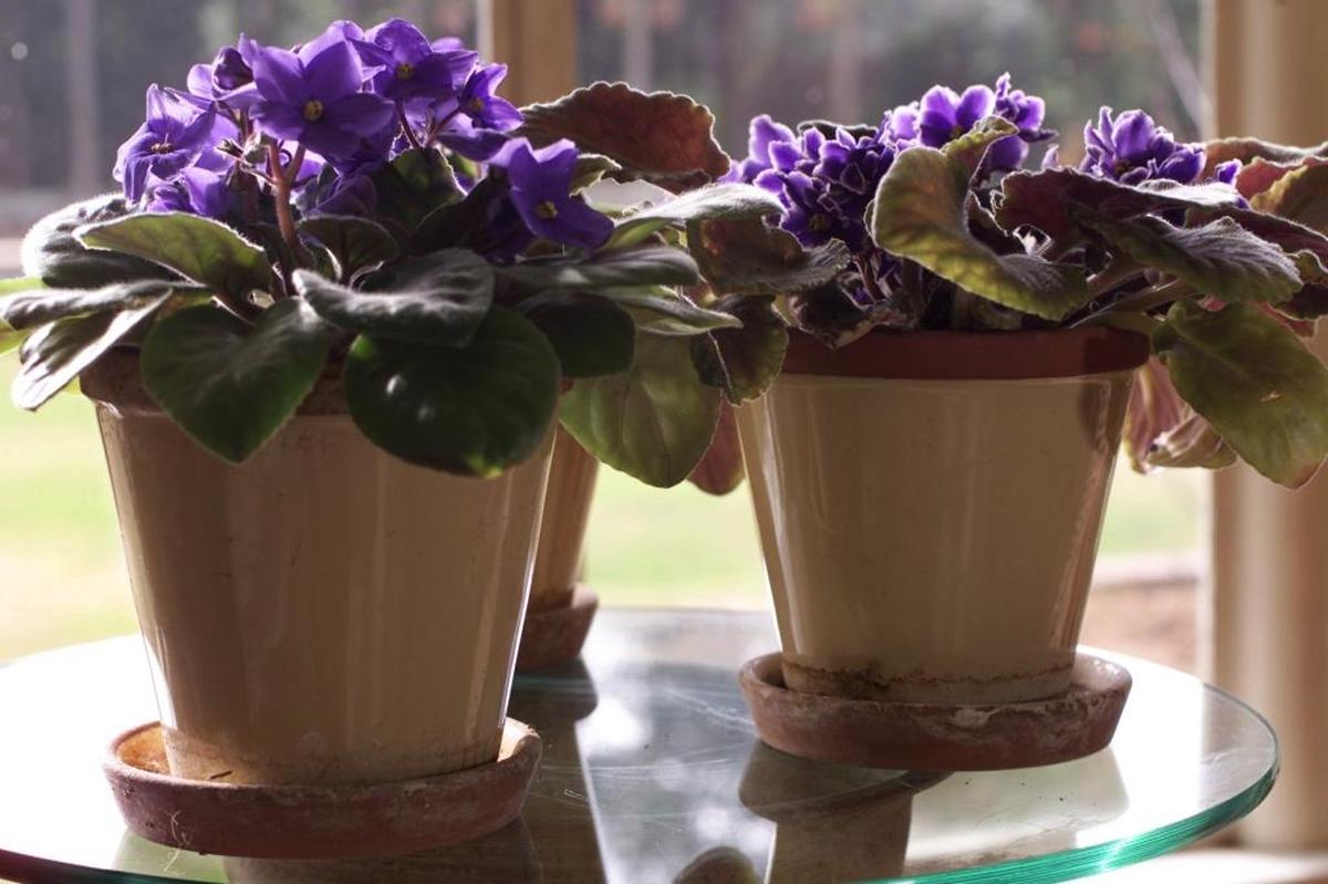 The No. 1 reason people kill their potted plants is overwatering.