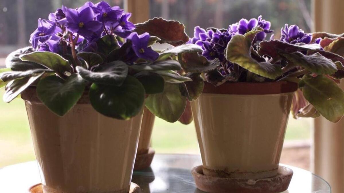 The No. 1 reason people kill their potted plants is overwatering.