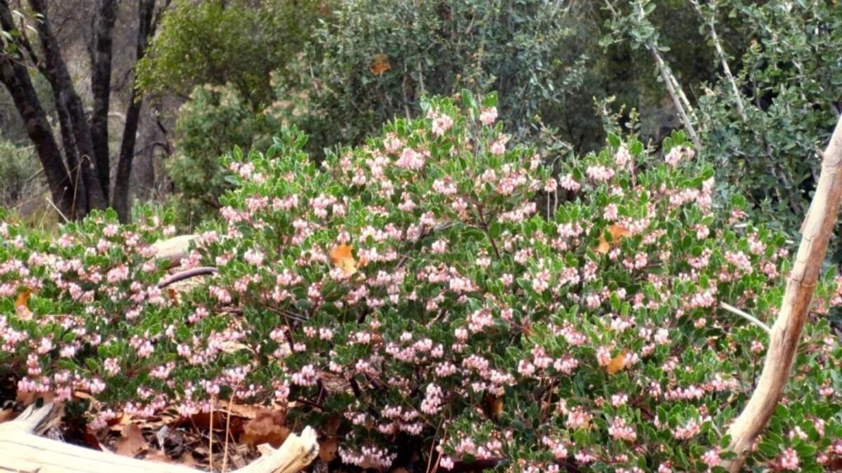 Pollinator Plant List: Vine Hill manzanita, also known as Howard McMinn, is covered with light pink flowers in late winter and early spring.