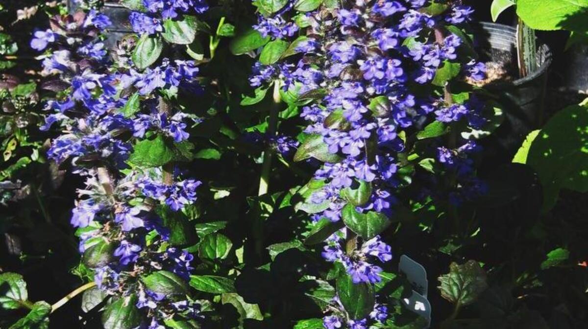 The showy carpet bugle creates a colorful blanket in shady gardens. It has low to medium water needs.