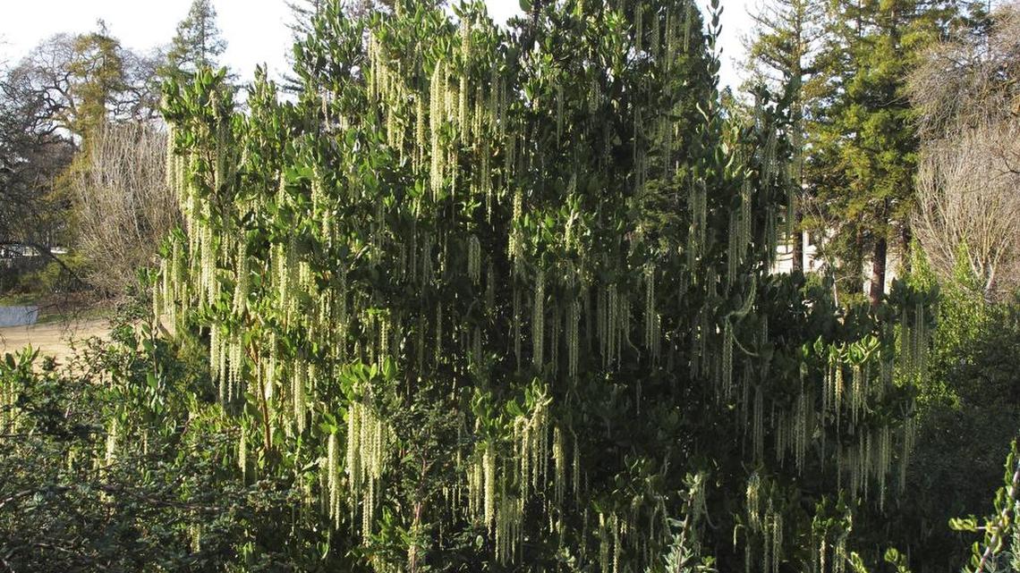 Silktassel is among the drought-tolerant blooming shrubs recommended by the UC Davis Arboretum. “Winter-blooming plants provide sparkle during dreary winter days but also provide nectar and pollen for resident creatures, like hummingbirds and native bees,” Ellen Zagory says.