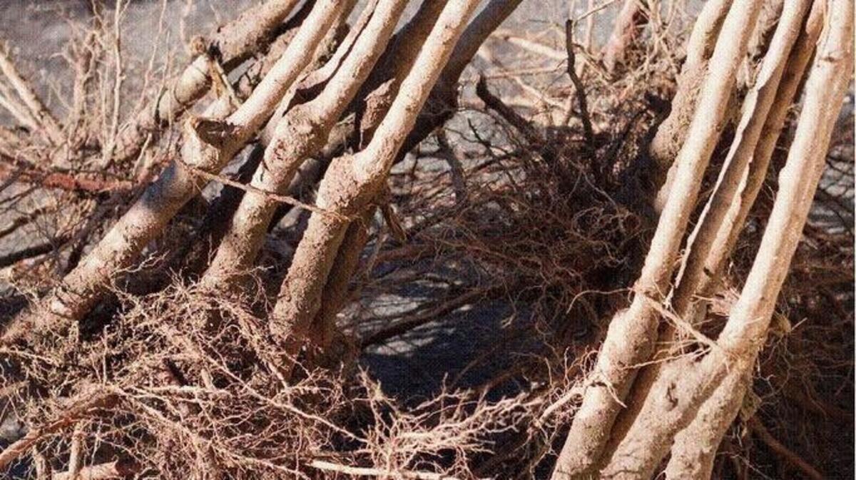 A bundle of bare-root fruit trees awaits shipping at Peaceful Valley Farm & Garden Supply in Grass Valley. The nursery will ship about 14,000 bare-root fruit trees this winter. Photo courtesy Peaceful Valley