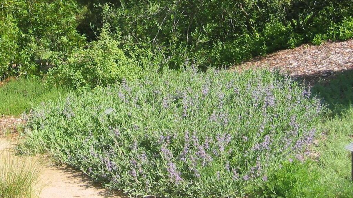 Bee’s Bliss sage lives up to its name, making bees and other beneficial insects very happy. It has low water needs.