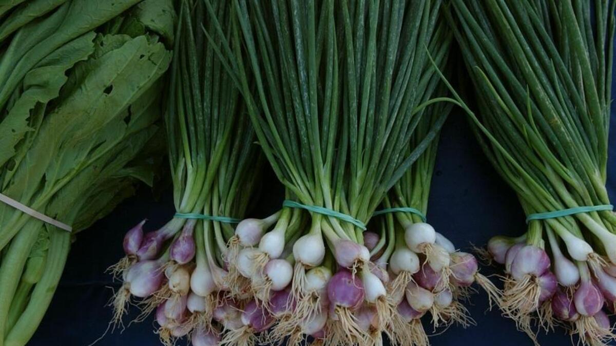 Plant onions now for harvest later in fall and winter.