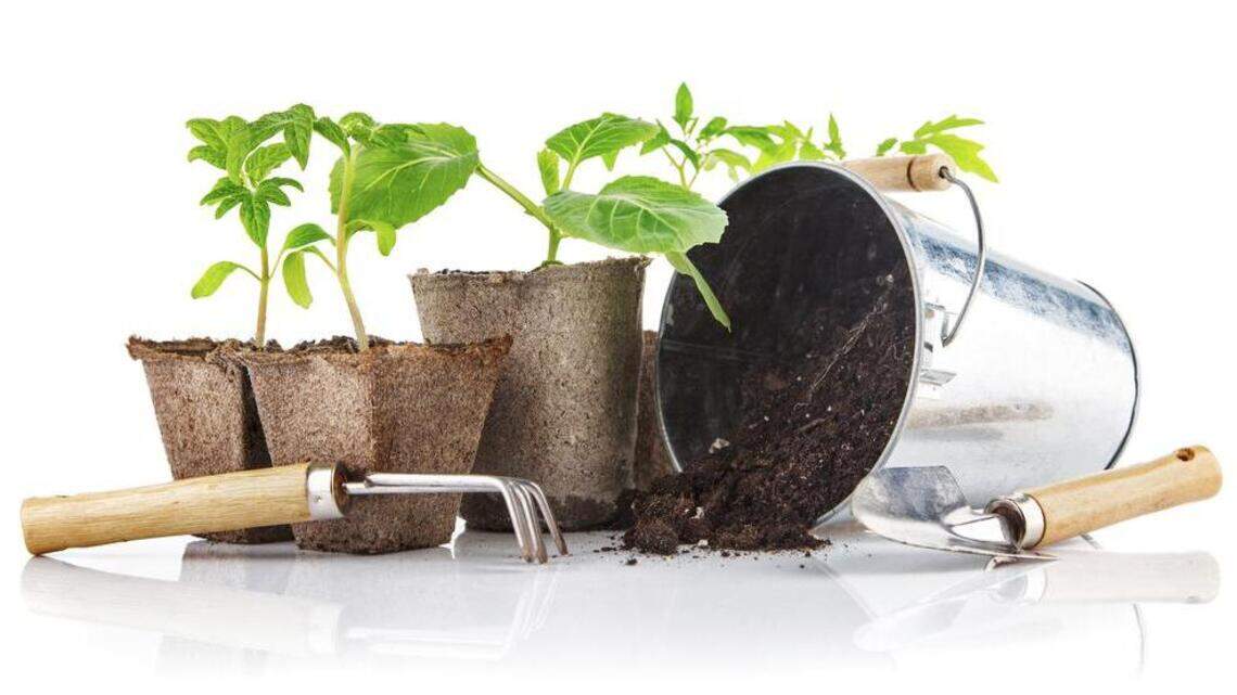 Here’s how you can have a productive fall vegetable or flower garden