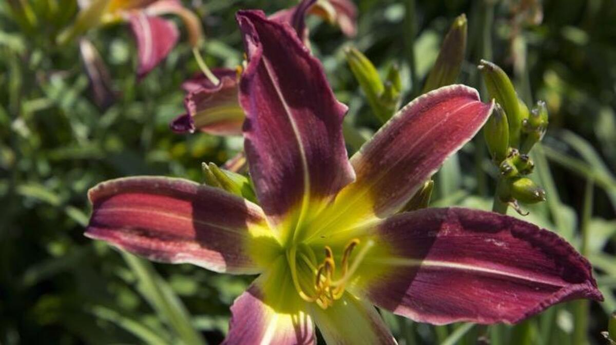 Swirling Spider daylilies burst with color at Amador Flower Farm in Plymouth. Now is the time to dig up and divide daylilies, a task that’s usually done every three years.
