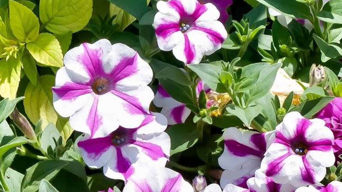 Here are tips for keeping the blooms coming in your summer garden