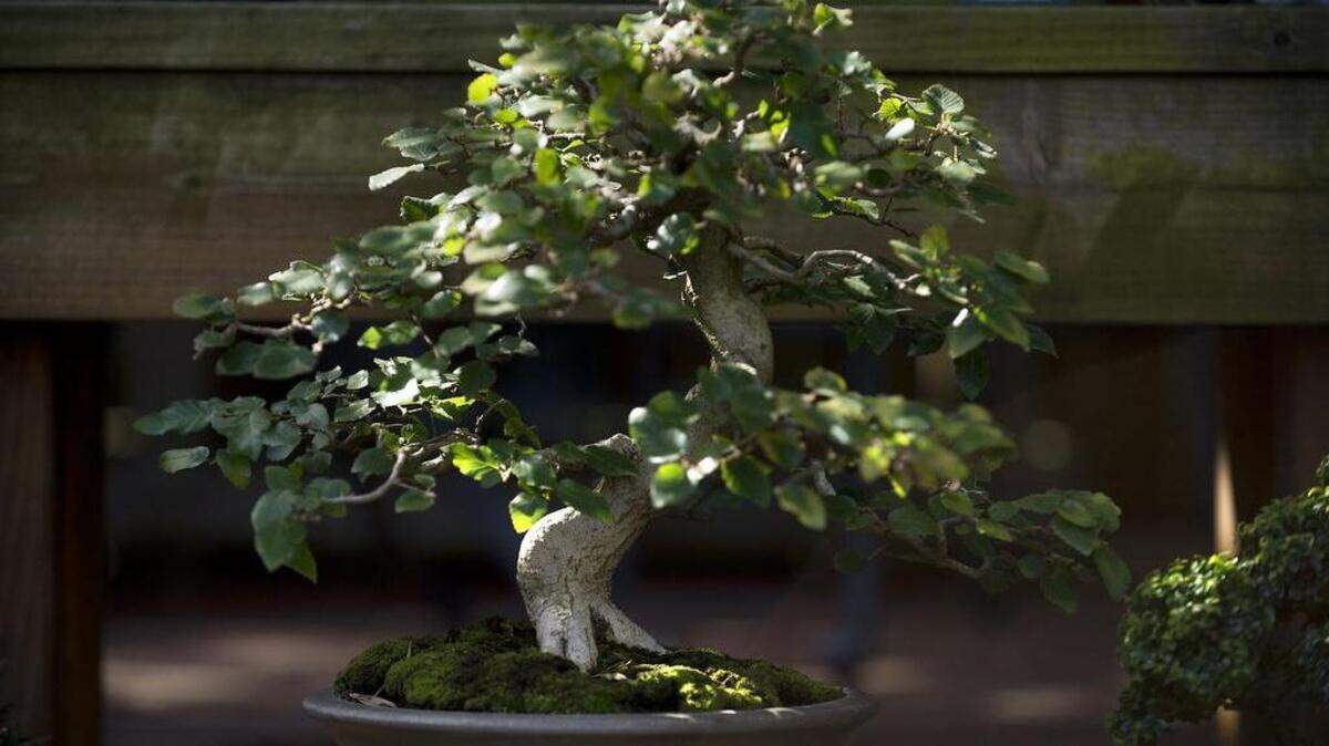 The Spring Bonsai Show highlights many fine examples of bonsai trees.