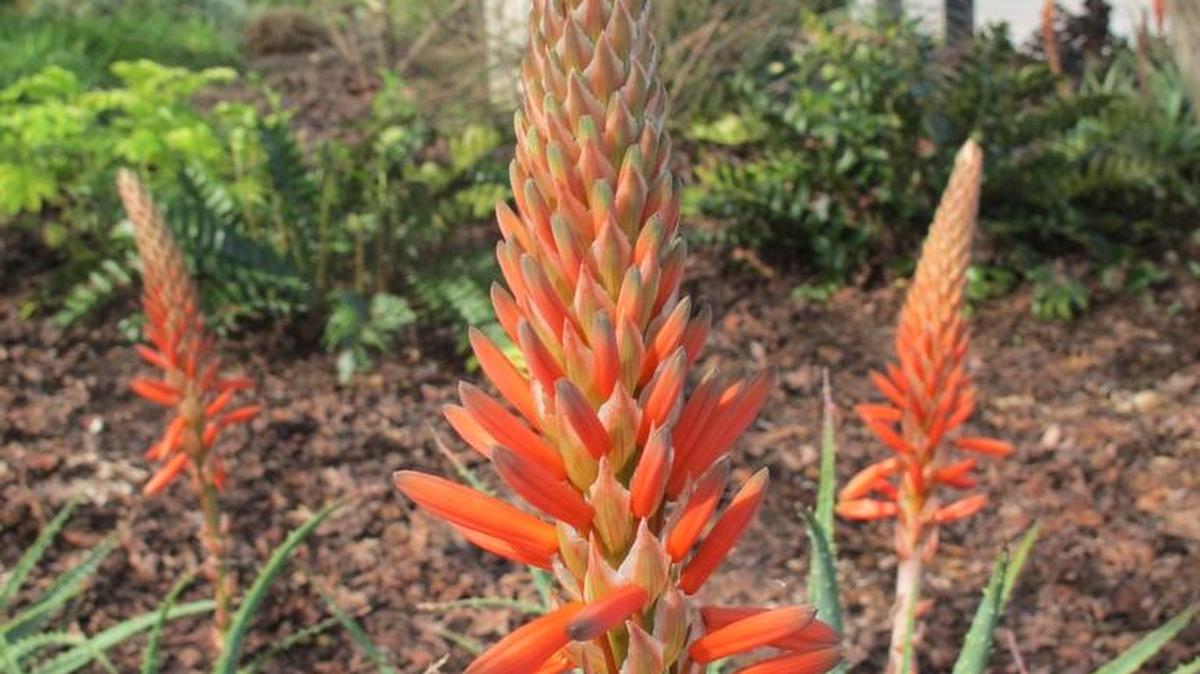 Pollinator Plant List: Gold tooth aloe sprouts orange-red flowers in winter, helping hummingbirds looking for nectar.