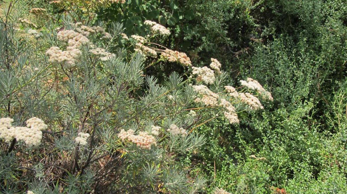 Life After Lawn: Santa Cruz Island buckwheat attracts pollinators and beneficial insects to the low-water landscape.