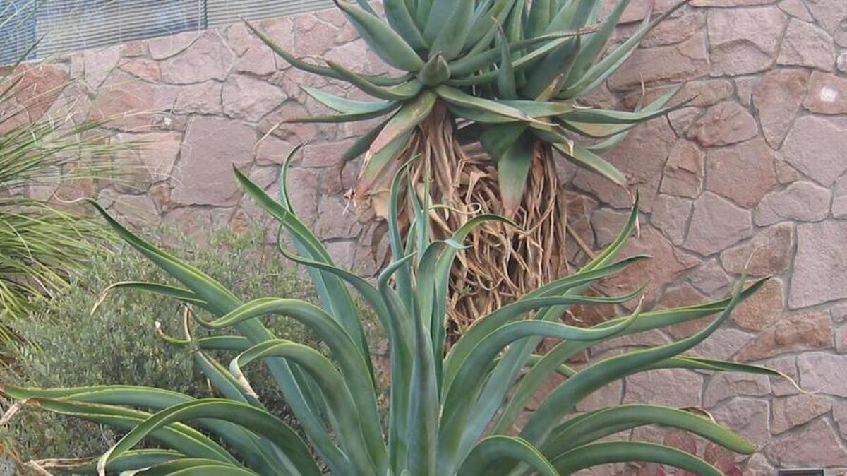 
 Octopus agave lives up to its evocative nickname – except it has many more than eight “arms.”
